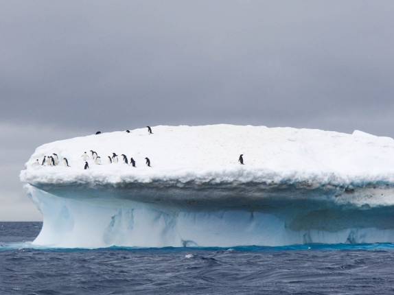 Pinguins sobre um iceberg em Brown Bluff, na Antártida